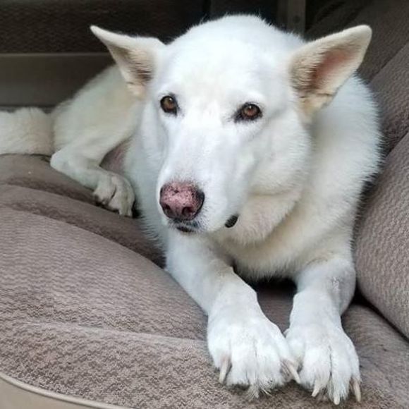 Meet your Posher, David - Picture 1 of 1